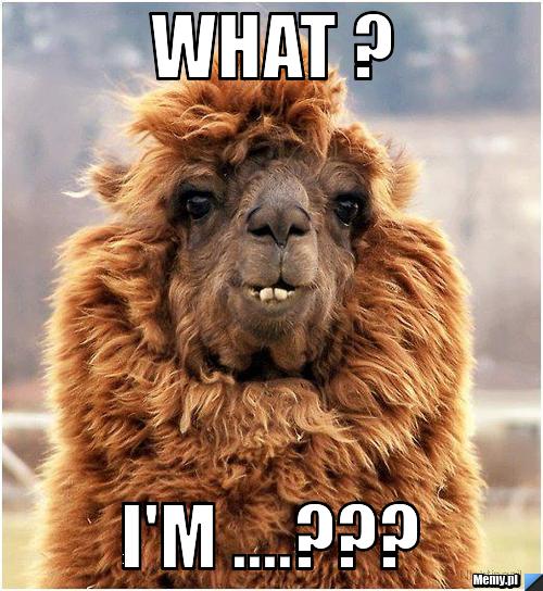 WHAT ? I'm ....???
