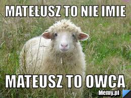 Matełusz to nie imie mateusz to owca 