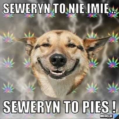Seweryn to nie imię .. Seweryn to PIES !