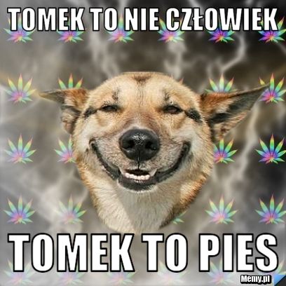 Tomek to nie człowiek Tomek to pies