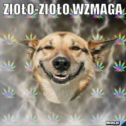 ZIOŁO-ZIOŁO WZMAGA 