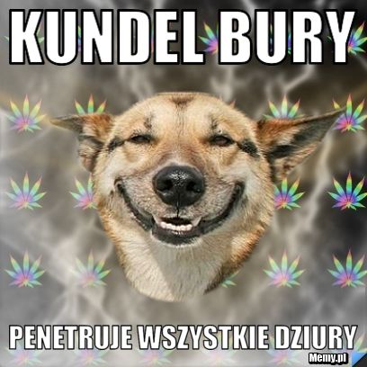 Kundel bury penetruje wszystkie dziury