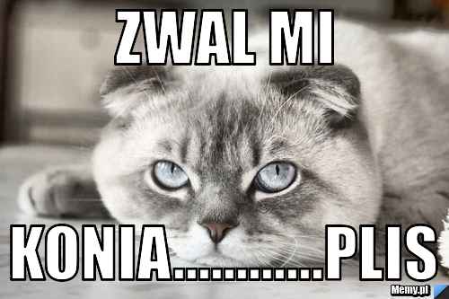 Zwal mi KONIA............PLIS
