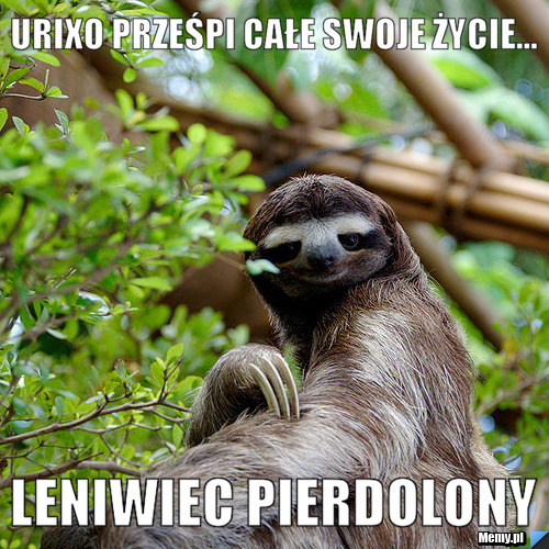 Urixo Prześpi Całe Swoje Życie... Leniwiec Pierdolony