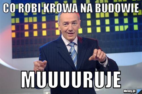 CO ROBI KROWA NA BUDOWIE MUUUURUJE