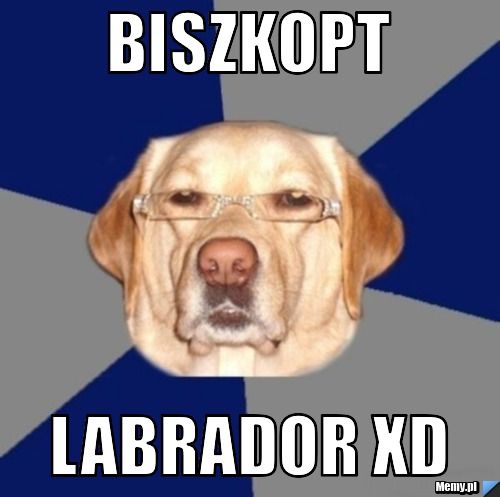 Biszkopt Labrador xD