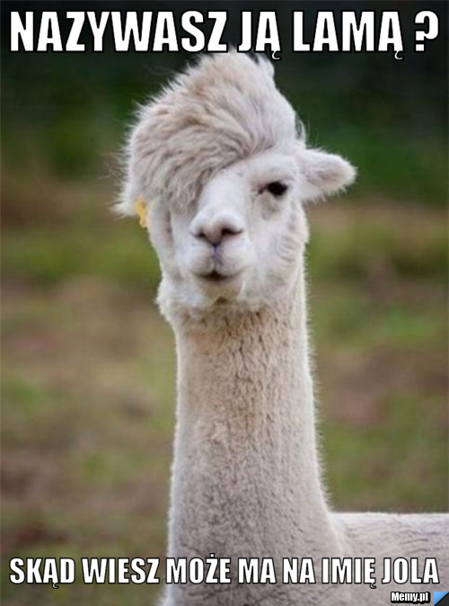 Nazywasz Ją Lamą ? Skąd wiesz może ma na imię Jola