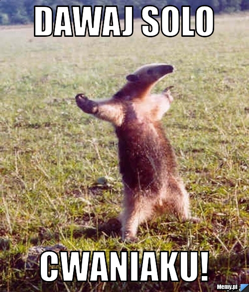 DAWAJ SOLO CWANIAKU!
