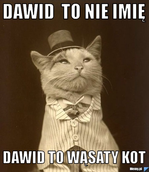 Dawid  to nie imię Dawid to wąsaty kot