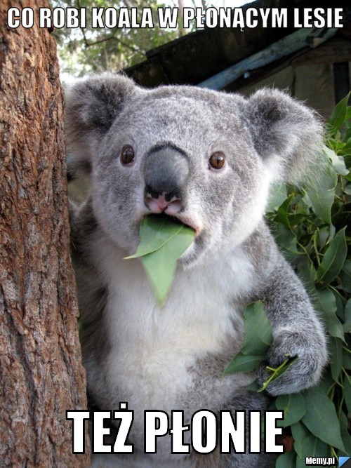 Co robi koala w płonącym lesie też płonie