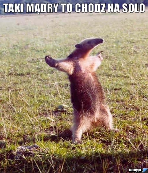 Taki mądry to chodz na solo 