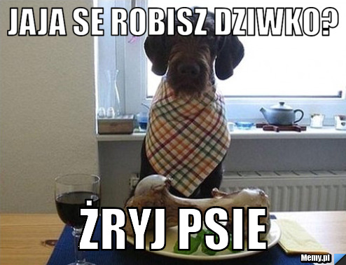 Jaja se robisz dziwko?  żryj psie
