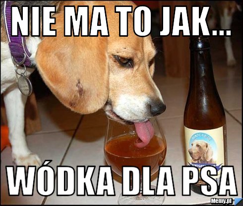Nie ma to jak... wódka dla psa