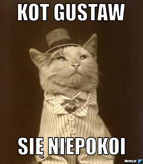 Kot gustaw się niepokoi