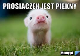 Prosiaczek jest piękny  