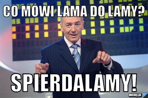Co mówi lama do lamy? SPIERDALAMY!
