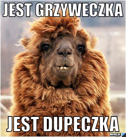 JEST GRZYWECZKA JEST DUPECZKA