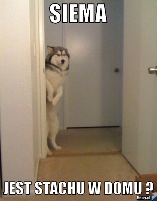 Siema  Jest stachu w domu ?
