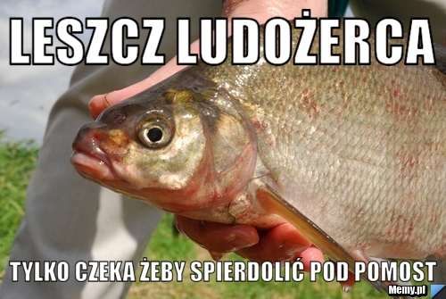 Leszcz ludożerca tylko czeka żeby spierdolić pod pomost