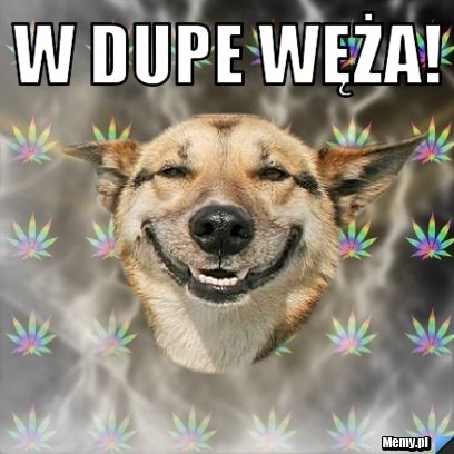 W dupe węża! 