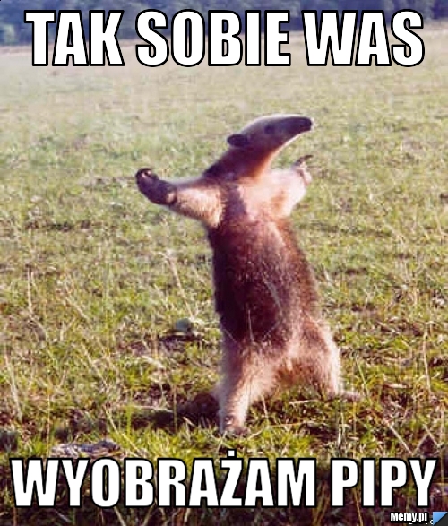 Tak sobie was Wyobrażam pipy