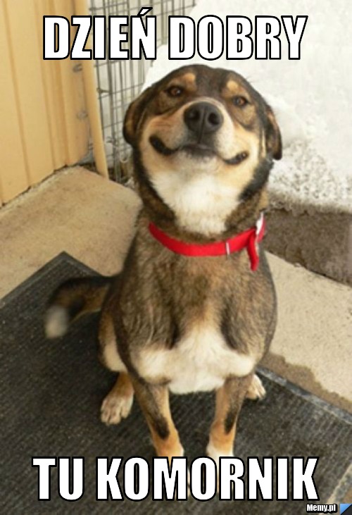 Dzień dobry  tu komornik