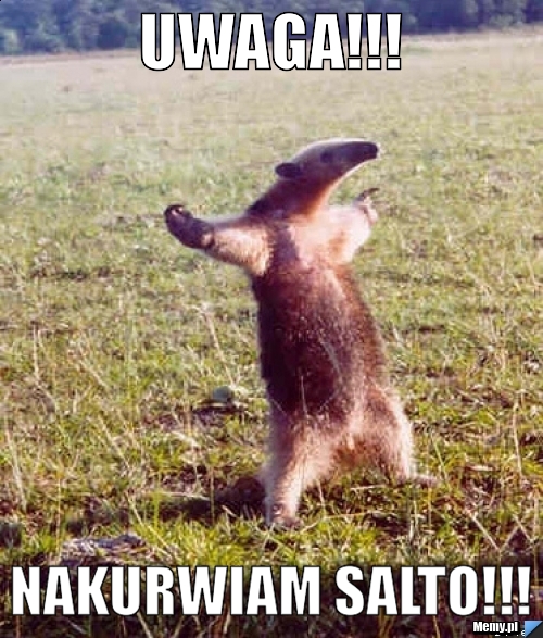 UWAGA!!! NAKURWIAM SALTO!!!