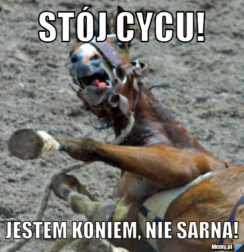 Stój cycu! Jestem koniem, nie sarną!