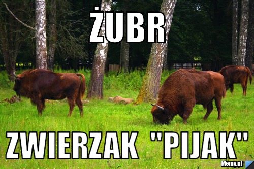 żubr zwierzak  "pijak"