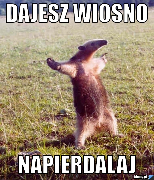 DAJESZ WIOSNO  NAPIERDALAJ