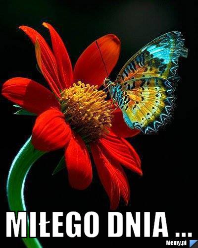  MIŁEGO DNIA ...