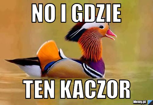 No i gdzie Ten Kaczor