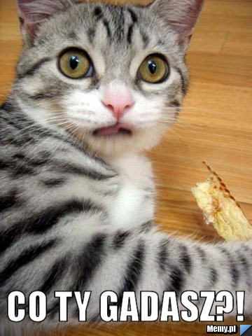  co ty gadasz?!