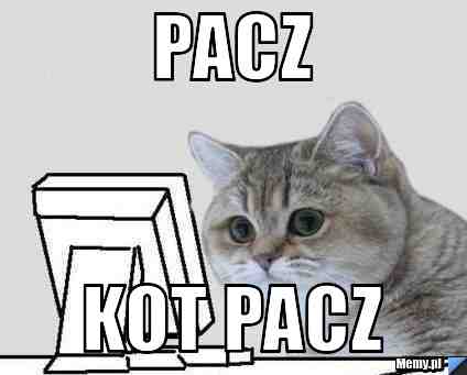 Pacz kot pacz