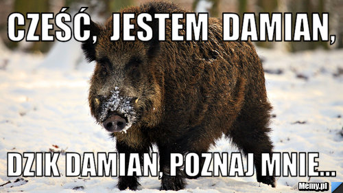 Cześć,  jestem  Damian, Dzik Damian, poznaj mnie...