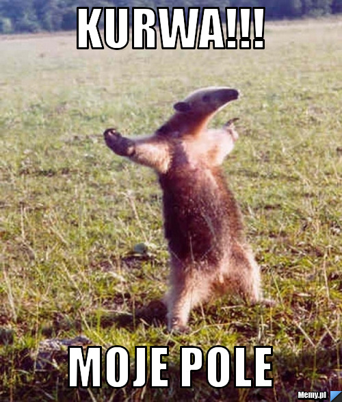 Kurwa!!!  moje pole
