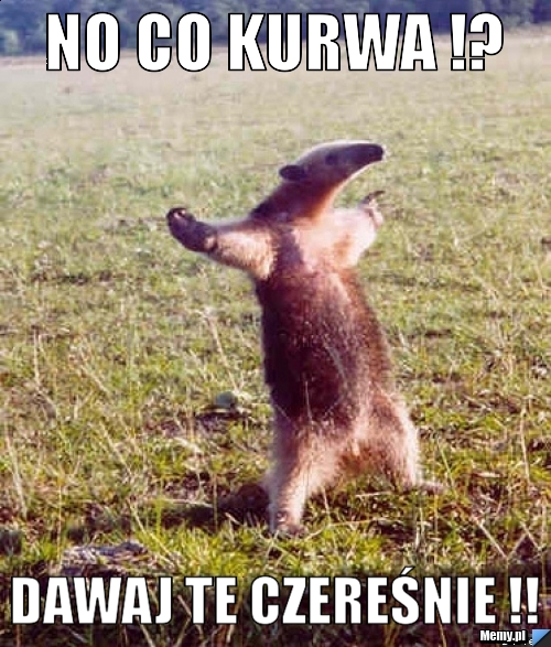 No co Kurwa !? Dawaj te Czereśnie !!