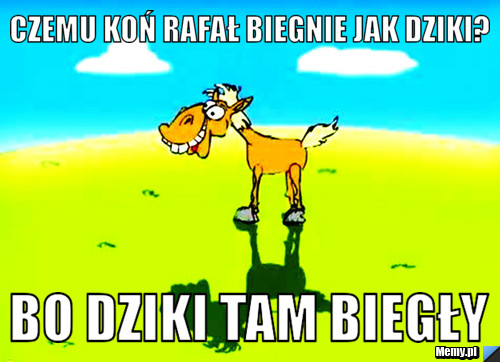 Czemu koń rafał biegnie jak dziki? bo dziki tam biegły