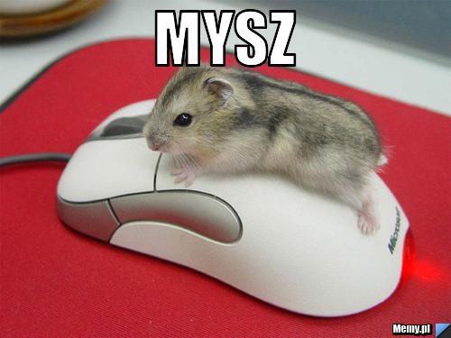 Mysz 