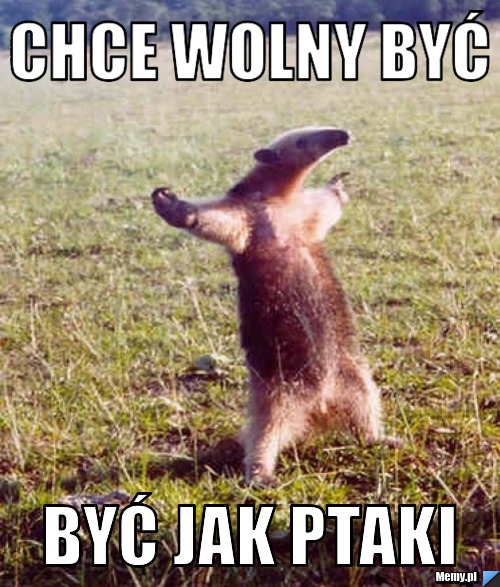 Chce wolny być być jak ptaki