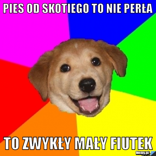 Pies od skotiego to nie perła to zwykły mały fiutek