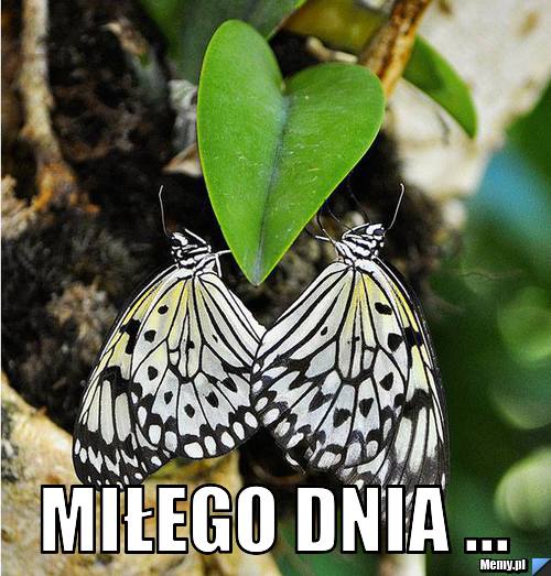  MIŁEGO DNIA ...