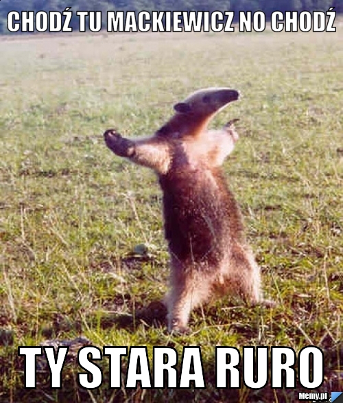 CHODŹ TU MACKIEWICZ NO CHODŹ  Ty stara ruro 