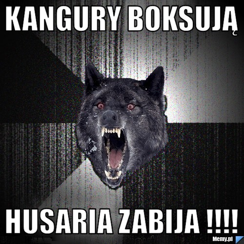 Kangury boksują HUSARIA ZABIJA !!!!