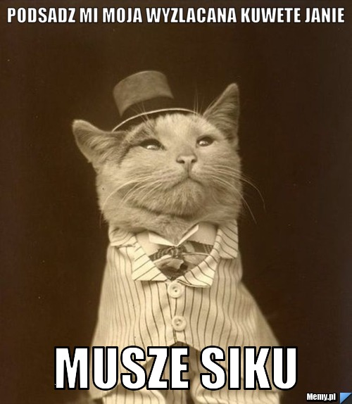 Podsadz mi moja wyzlacana kuwete janie musze siku