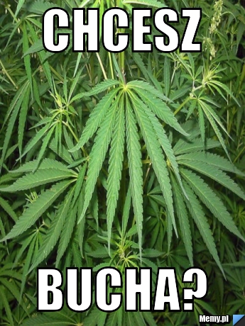 Chcesz bucha?