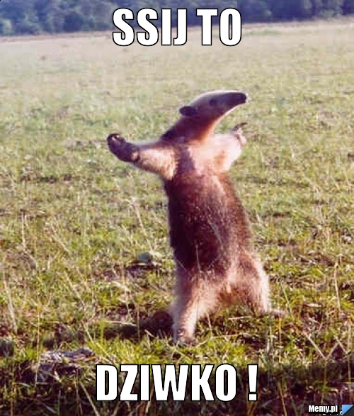 Ssij to Dziwko !