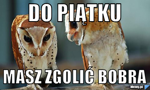 Do piątku masz zgolić bobra