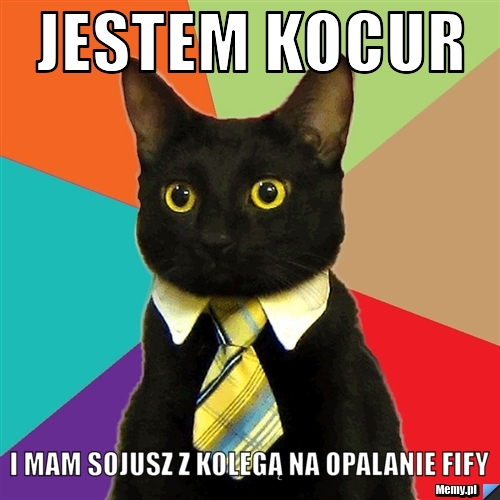 Jestem kocur i mam sojusz z kolegą na opalanie fify