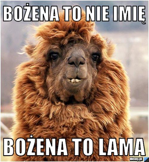 Bożena to nie Imię Bożena to lama